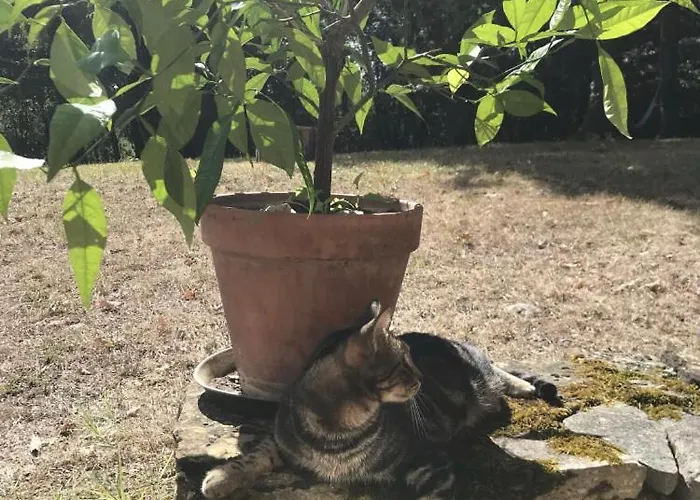 Belinaire - Au Coeur De La Nature Affittacamere Cazeneuve-Montaut