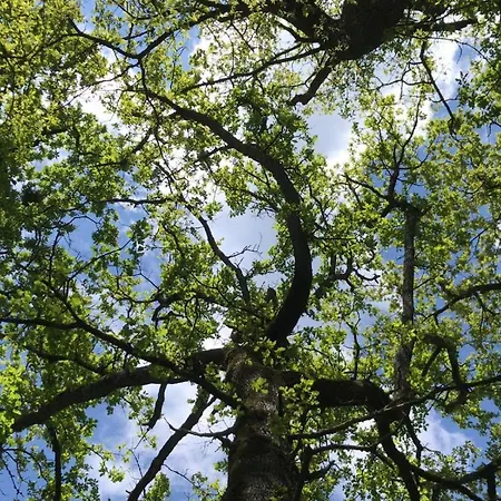 Belinaire - Au Coeur De La Nature * Cazeneuve-Montaut